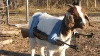 The most Goated weapon in fortnite…