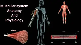 Muscular system anatomy and physiology #muscularskeletal #muscularsystem #3danimation #anatomy