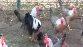 Fauna e Abdullahut Vushtrri