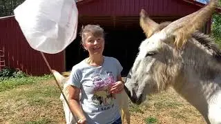 One of my Favorite Donkey Training Tools for building confidence!
