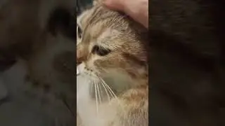 28.01.2022. Видео с Кошатием -Тигрорысем записала для знакомой, к которой он не вышел познакомиться.