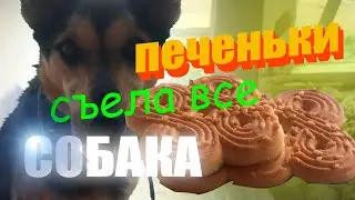 СОБАКА НОРА СЪЕЛА ВСЕ ПЕЧЕНЬКИ | ВЛОГ
