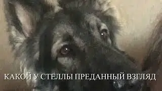Мои верные подружки Стелла и Гретта