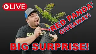 Big Surprise + Acer palmatum 'Red Panda' Giveaway!