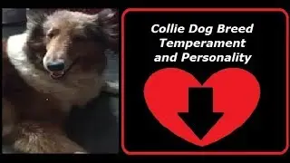 Collie Dog Breed Temperament and Personality