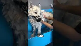 Огромное количество вычесанной из самоеда😲😲 