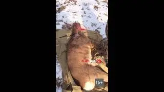 В Приморье дикий олень выбежал на городскую трассу
