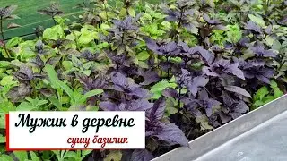 Мужик в деревне. Сушу базилик.
