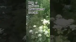 🥳Цветение Борщевика. #продажацветов #plants #цветыпочтой #цветоквгоршке #цветыдлядома #рекомендации