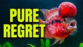 Avoid These 7 Aquarium Fish — You’ll Regret It!