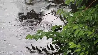FREE Stock Footage - Rain falling, Raindrops and Puddles