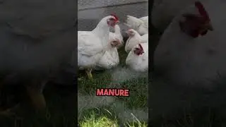 How to Keep your Chickens HEALTHY