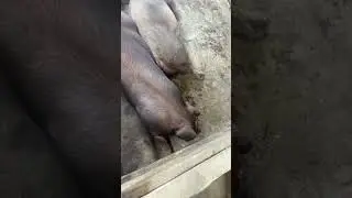 #дюрок24 #pig #животные #пахан #свинки #пахан 2#деревенскаяжизнь #свиноматки