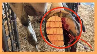 HELPING this POOR COW (HOOF) in SERIOUS PAIN | INSTANT RELIEF !