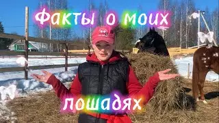 БОЛТАЛКА|Факты о моих лошадях|Спарта и Кола