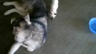 Harvey and Loki - Playing 1.
