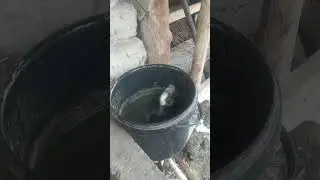моллар учун сув бериш яхши усули