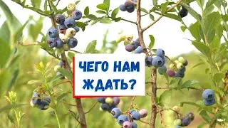 Какое будущее у голубики