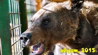 Метаморфозы Т