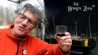 Planting a Sugar Maple Forest, The Bonsai Zone, April 2023