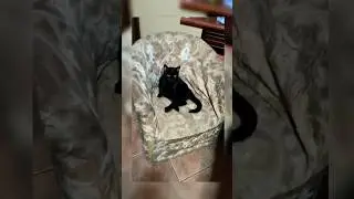 мой кот #жизнькота #приколыскотами #cat #shorts