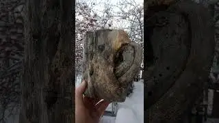 И у деревьев есть уши...