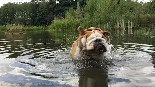 Rudy bulldog shake it up