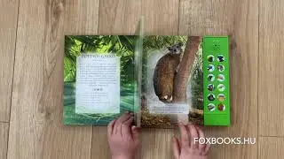Ismerd meg az esőerdei állatok hangját! - Kik rejtőznek a dzsungel mélyén?