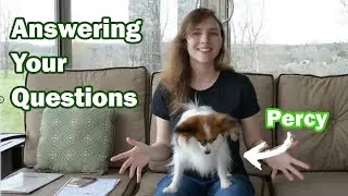 Answering Your Questions About Percy // Percy the Papillon Dog