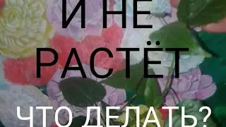 Фикус священный Эдем. Не растёт причины и как можно исправить.
