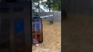This Dog LOVES the Smart Sprinkler!!