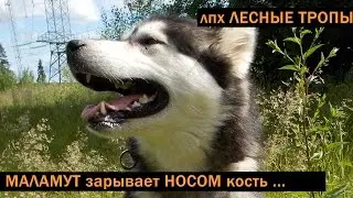 [ЛПХ Лесные Тропы]: маламут маскирует и зарывает НОСОМ кость )))