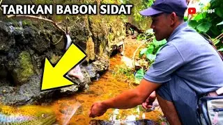 DISUNGAI KECIL INI SARANGNYA SIDAT BABON TARIKANNYA BIKIN NAGIH|| PAKE UMPAN AYAM NEGRI