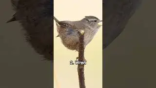 5 best bird sounds in England 