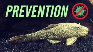 Prevent the Spread of Disease Between Your Aquariums
