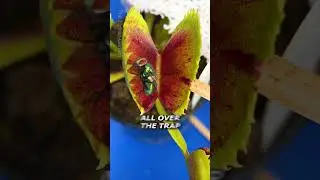 Flies Aren't Scared of Venus Flytraps