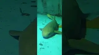 Tubarão tigre