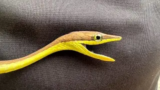 Esta serpiente ENDEMICA tiene VENENO? La bejuquilla rayada!