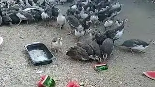 Цесарки
