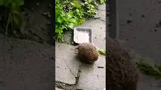 Как чешутся ёжики 🦔😁👍@Мир Наизнанку 🌱