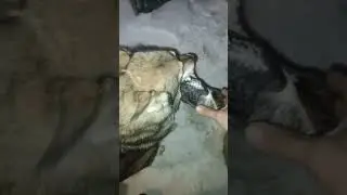 натаска лайки по утке