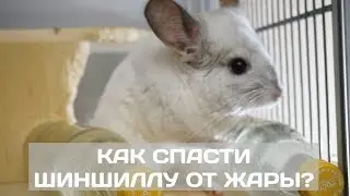 Как спасти шиншиллу от жары?(Нас 4000 спасибо вам!!!)