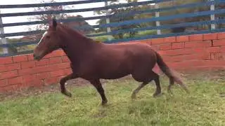 Haras Today - Dengosa da Today