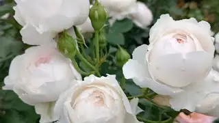 Герцогиня Кристиана зацвела!