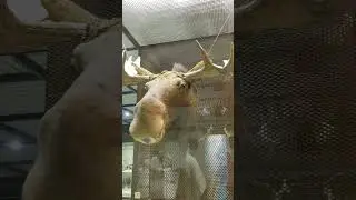 лось