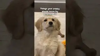 Important milestones for puppies🐶  #dogshorts #dogs #puppies #goldenretrieverpuppy #goldenretriever