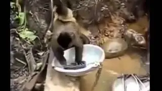 Очень смешная подборка видео с животными)