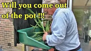 Repotting a Cymbidium Orchid