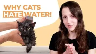 Why Do Cats Hate Water So Much? The Real Answer