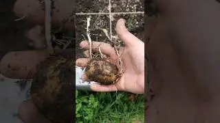 Unexpected Potato! #potato #unexpected #gardening